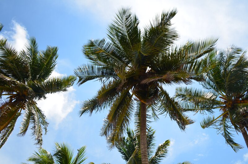 Coconut Palm Trees — Blue, Serene, Afternoon, Photograph, Sky, Clouds, Green, White