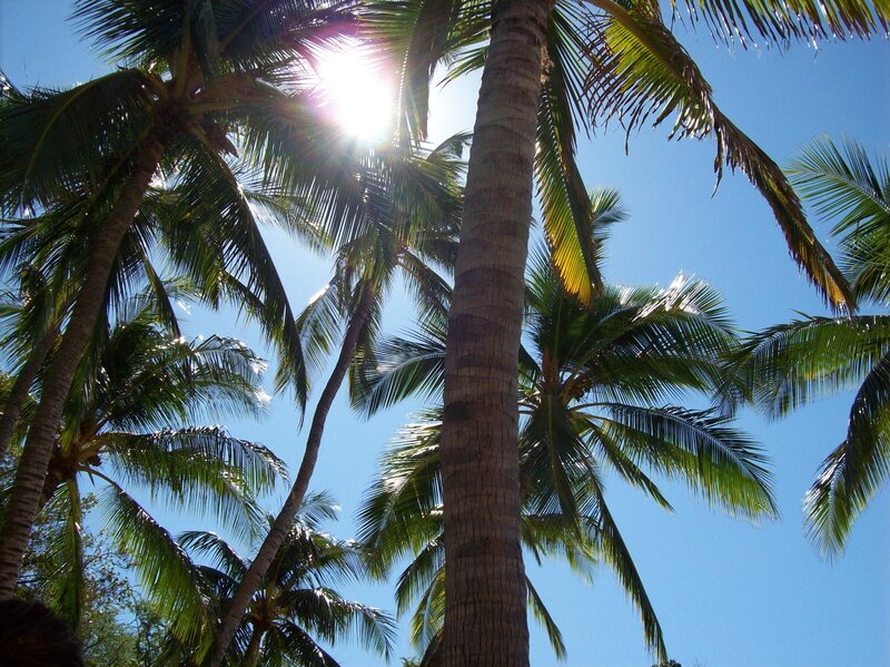 Coconut Palm Trees — Blue, Serene, Afternoon, Photograph