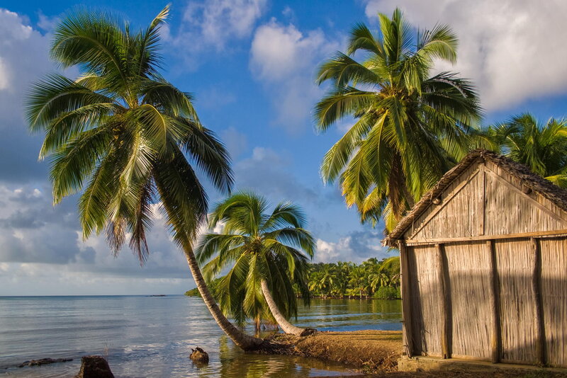 Coconut Palm Trees — Blue, Serene, Afternoon