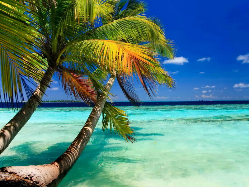 Coconut Palm Trees — Blue, Serene