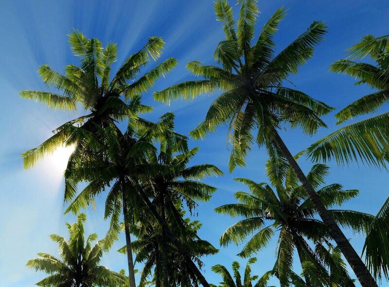 Coconut Palm Trees — Blue