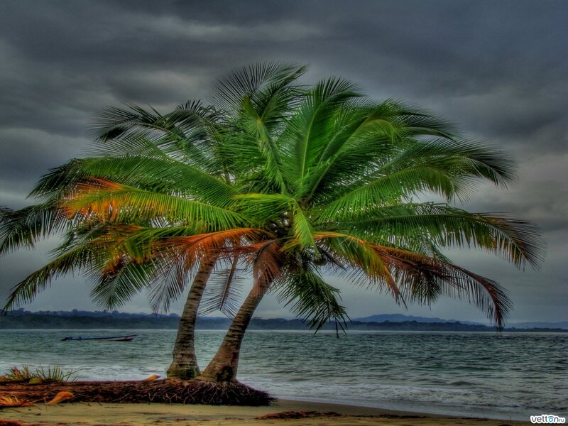 Coconut Palm Trees — Green, Dramatic
