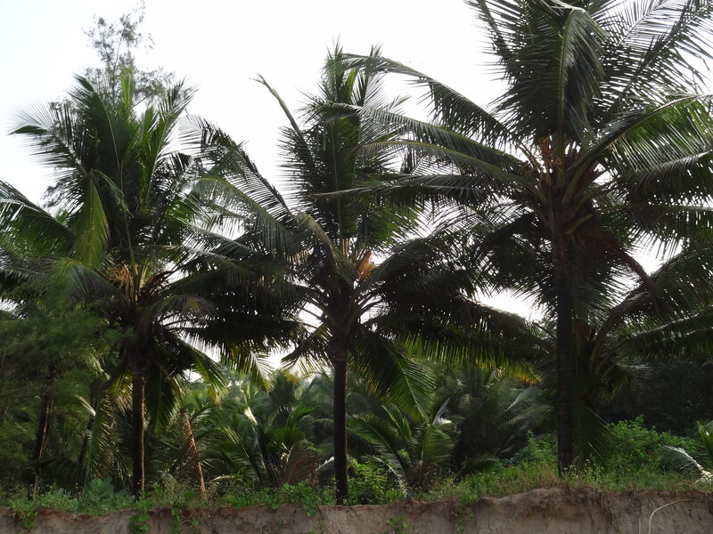 Coconut Palm Trees — Green, Natural