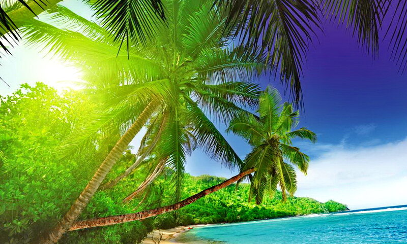 Coconut Palm Trees — Green, Serene, Afternoon