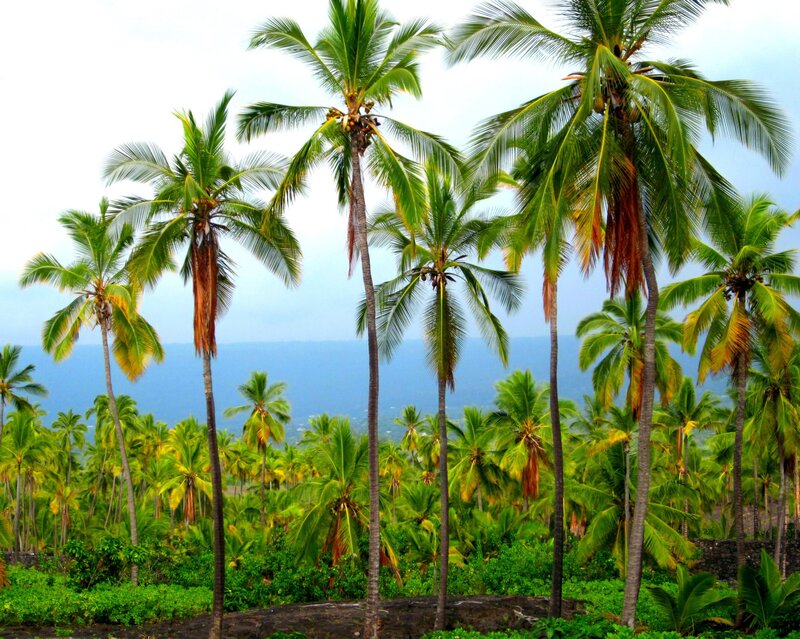 Coconut Palm Trees — Green, Serene