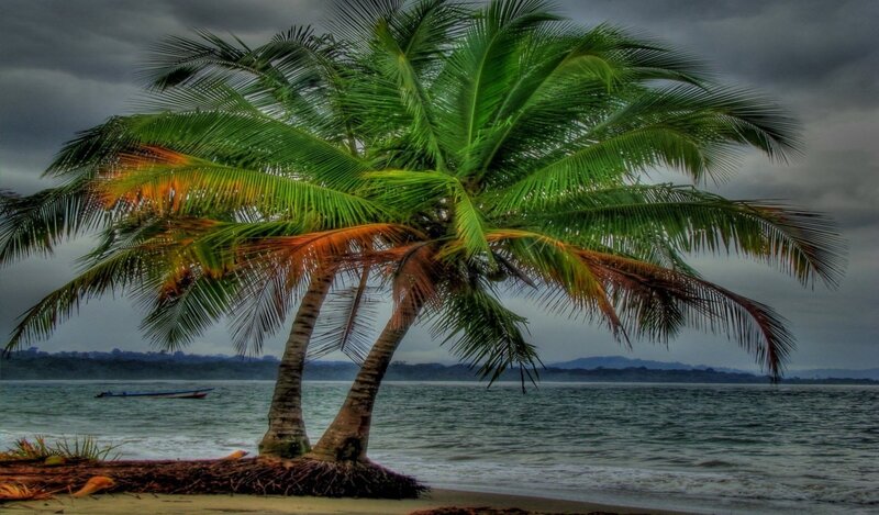 Coconut Palm Trees — Green