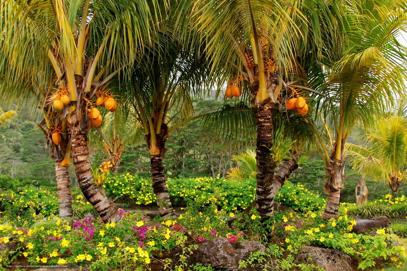 Coconut Palm Trees — Green, Tropical, Afternoon
