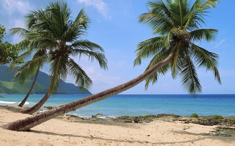 Coconut Palm Trees on Beach — Afternoon