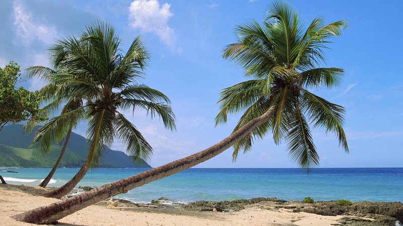 Coconut Palm Trees on Beach — Blue, Serene, Afternoon, Photograph, Ocean, Mountain, Sand