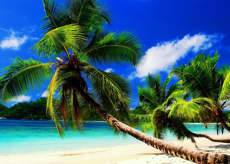 Coconut Palm Trees on Beach — Blue, Serene, Afternoon, Photograph, Ocean, Sand