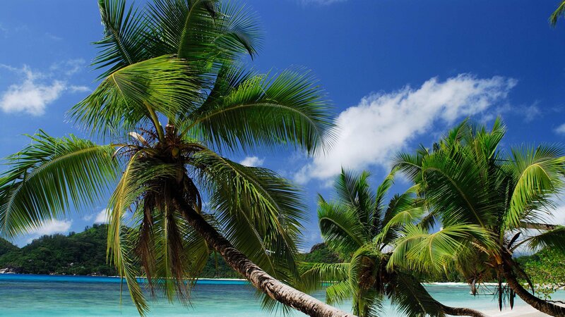 Coconut Palm Trees on Beach — Blue, Serene, Afternoon, Photograph, Ocean, Sky