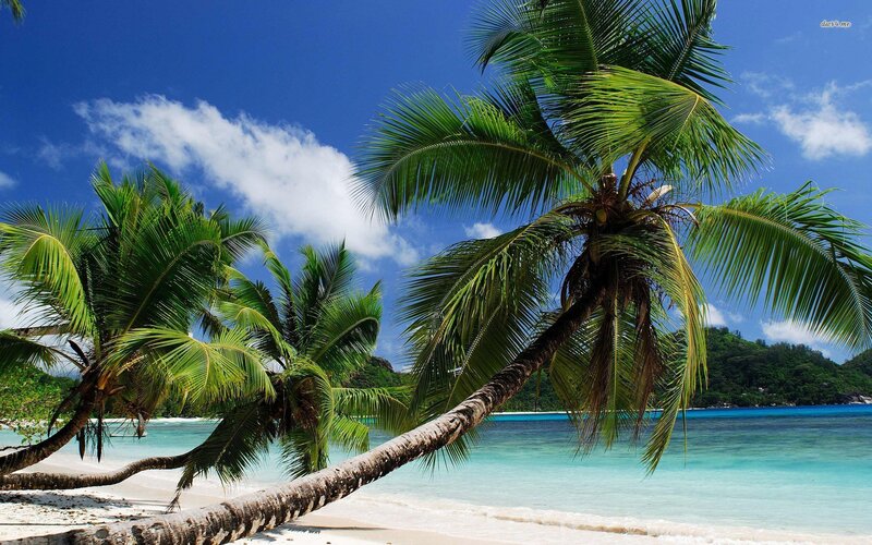 Coconut Palm Trees on Beach — Blue, Serene, Afternoon, Photograph, Ocean