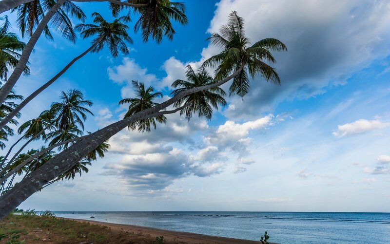 Coconut Palm Trees on Beach — Blue, Serene, Afternoon, Photograph, Palm Trees