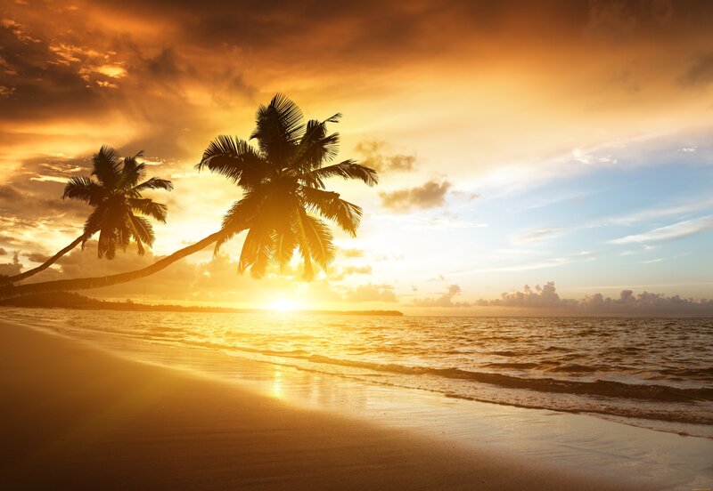 Coconut Palm Trees on Beach — Orange, Serene, Sunset, Photograph, Ocean, Sand