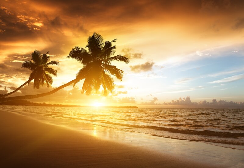 Coconut Palm Trees on Beach — Orange, Serene, Sunset