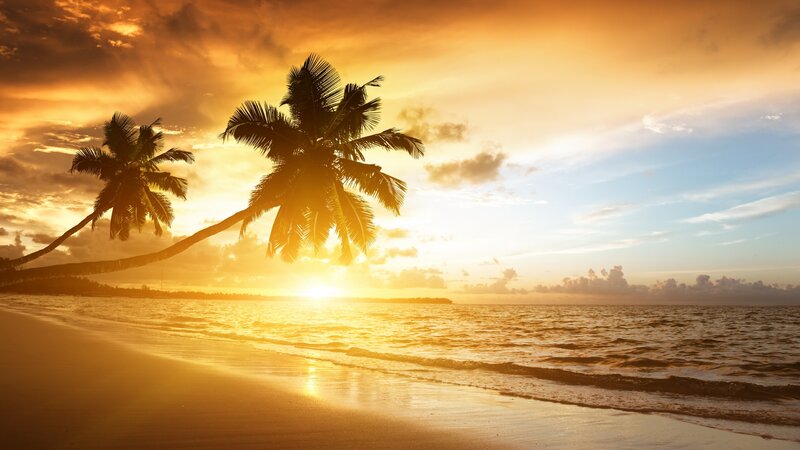 Coconut Palm Trees on Beach — Orange, Serene