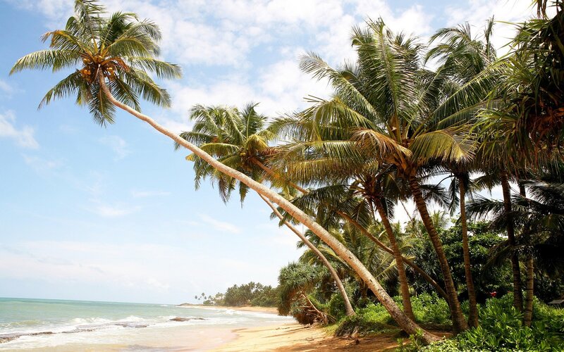 Coconut Palm Trees on Beach — Serene