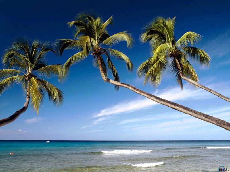 Coconut Palm Trees on Beach