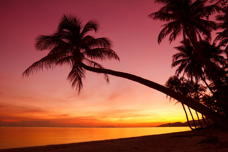 Coconut Palm Trees — Pink
