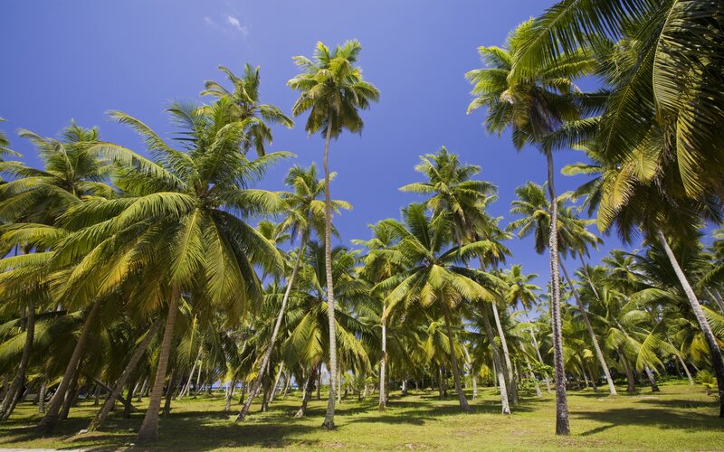 Coconut Palm Trees