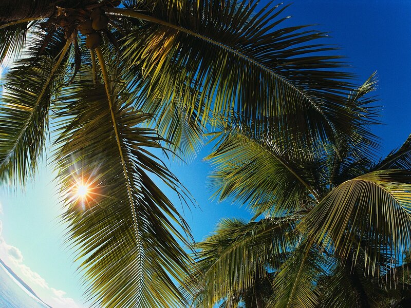 coconut palm trees with sun