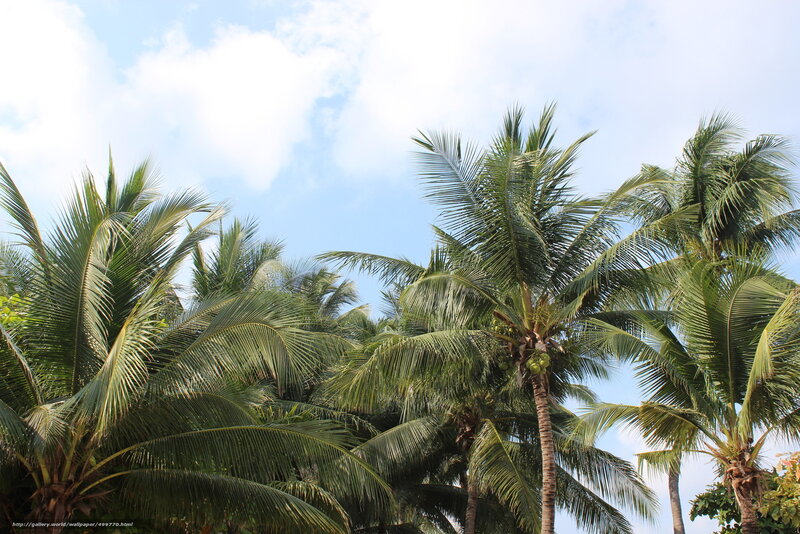 coconut palms against blue sky
