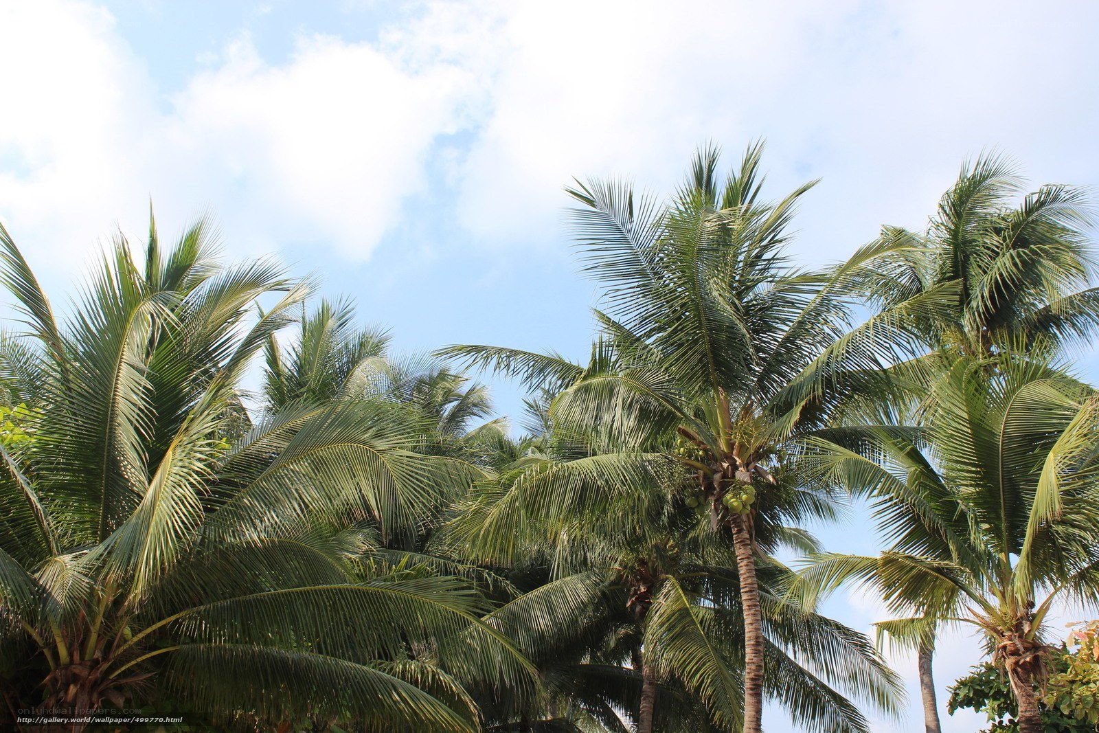 coconut palms against blue sky