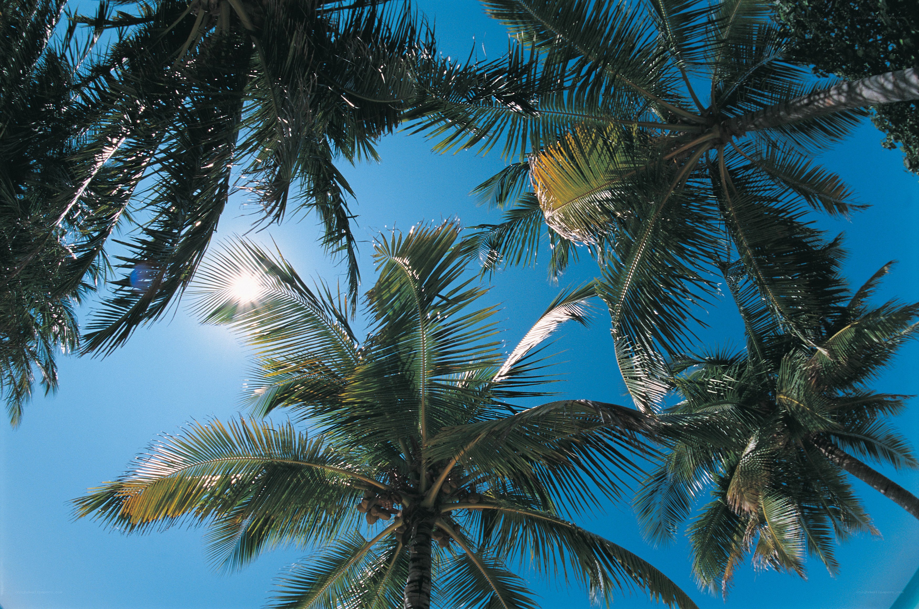coconut palms against blue sky