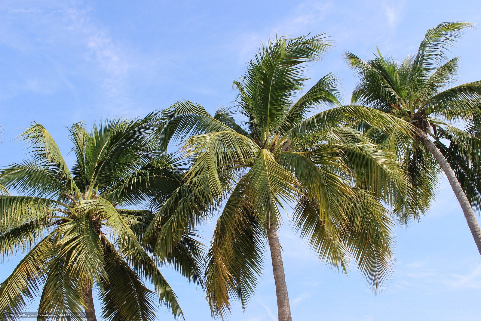 coconut palms against blue sky