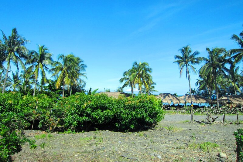 Coconut Palms and Huts