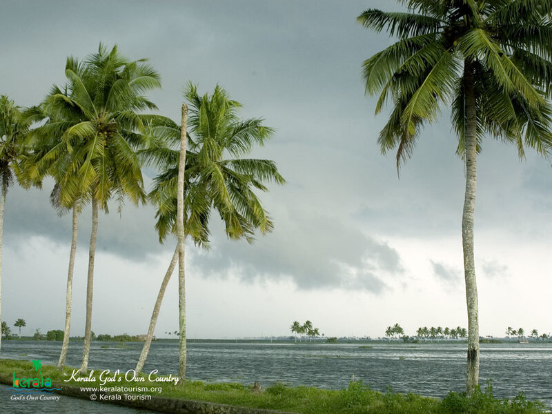 Coconut palms by a waterway
