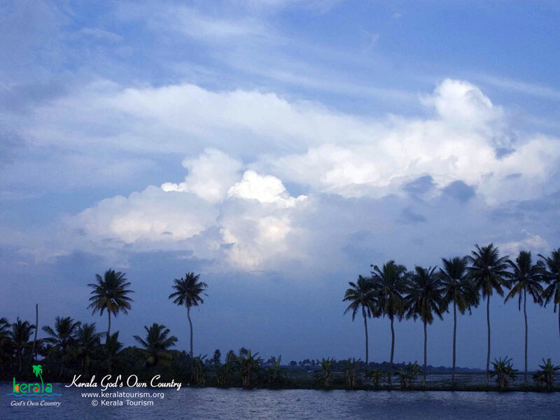 Coconut palms by the water