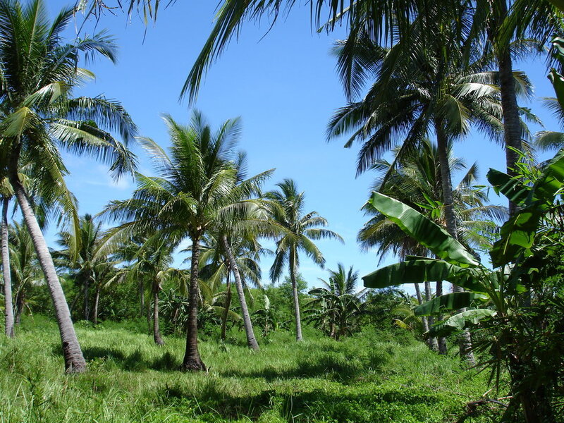 coconut palms in a tropical landscape