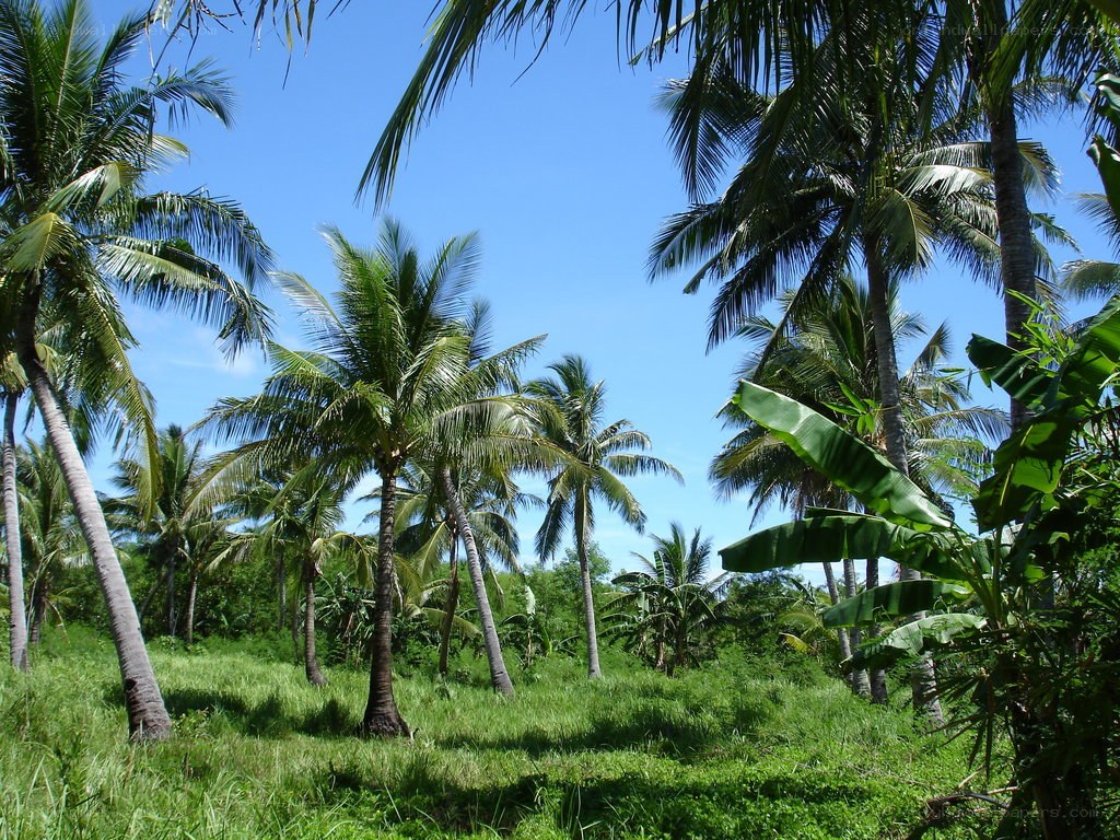 coconut palms in a tropical landscape