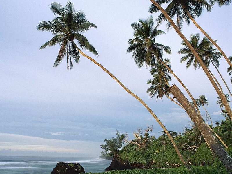 Coconut palms on a tropical coast
