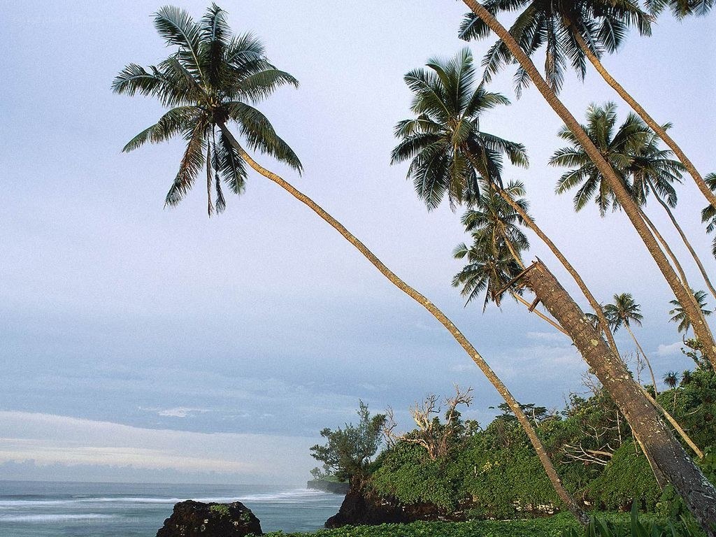 Coconut palms on a tropical coast
