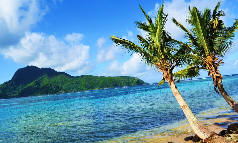 Coconut Palms on Beach — Blue, Serene
