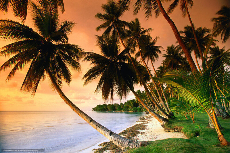 Coconut Palms on Beach — Orange