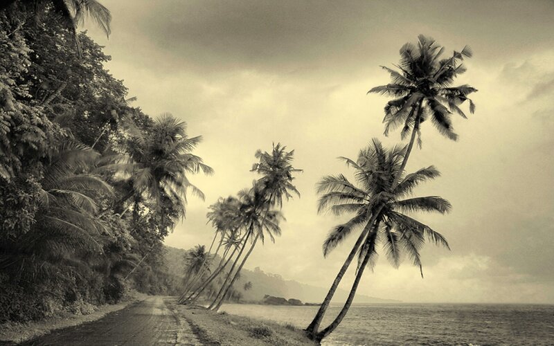 Coconut Palms on Beach — Sepia