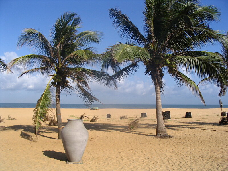 Coconut Palms on Beach