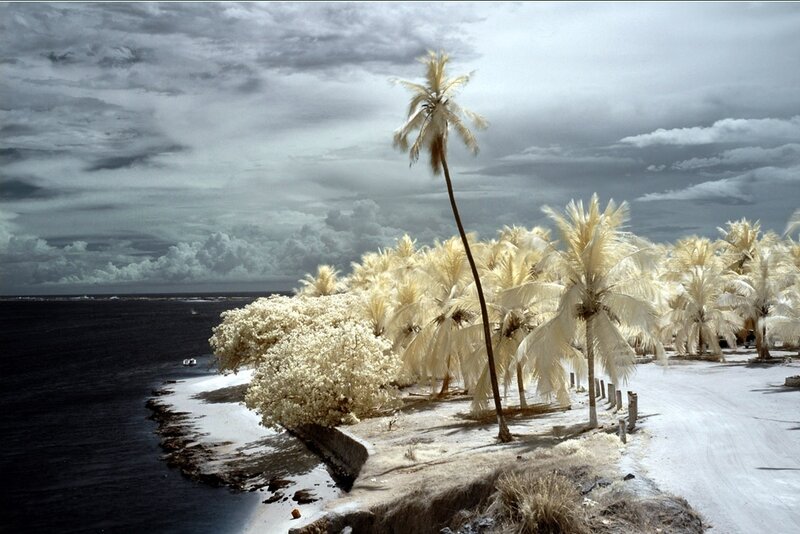 Coconut Palms on Beach — White
