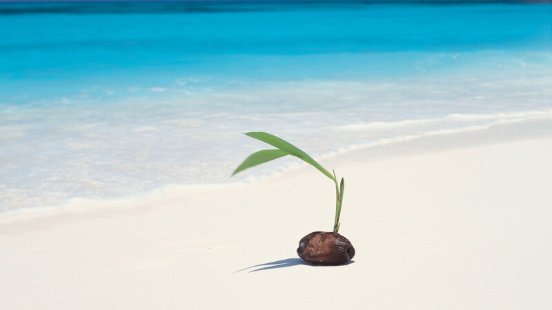 Coconut Sprout on Beach — Blue