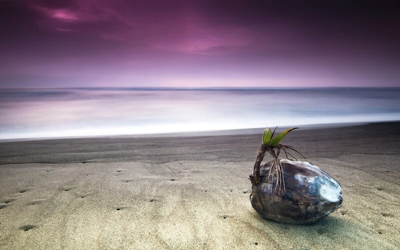 coconut sprout on beach