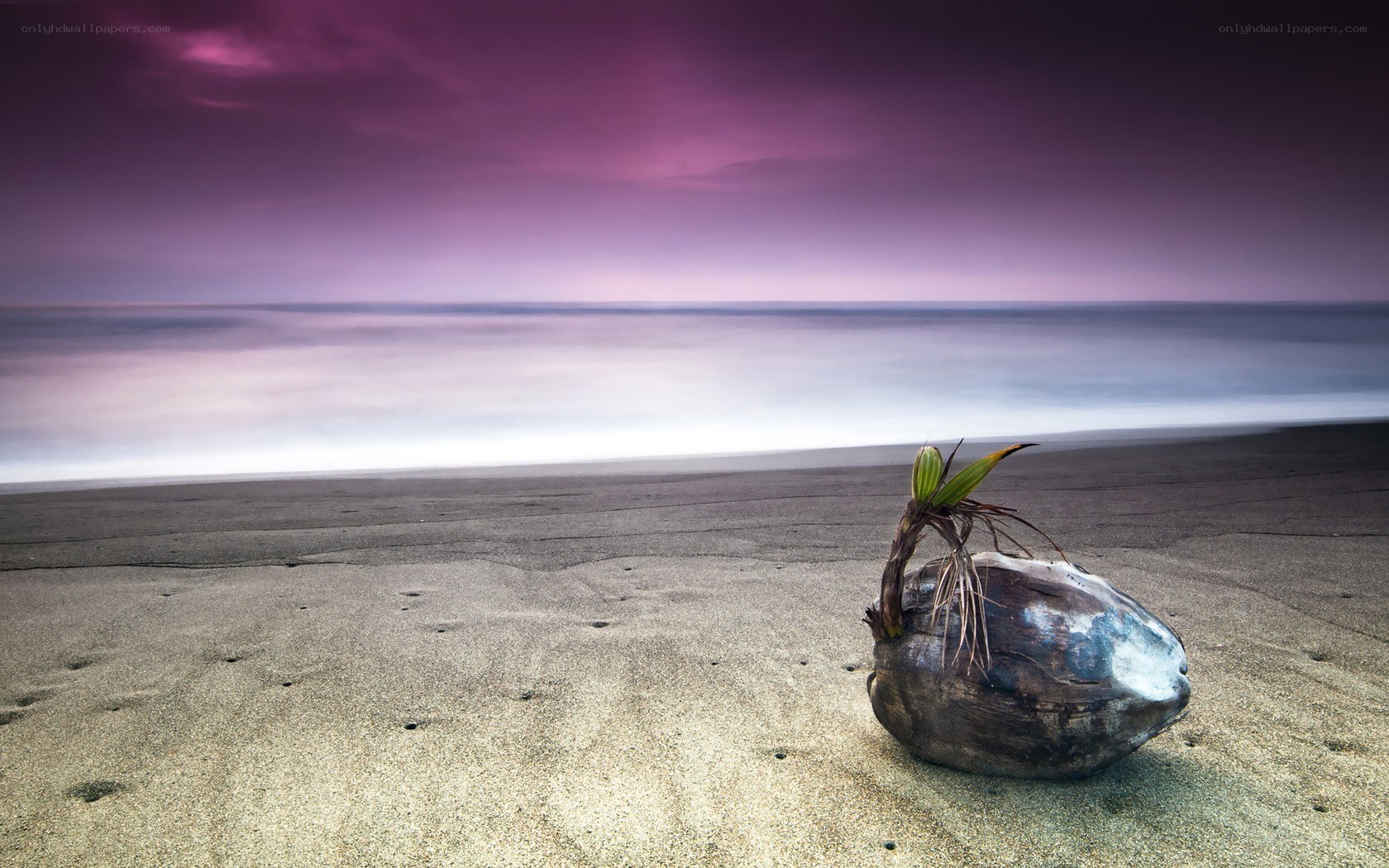 coconut sprout on beach