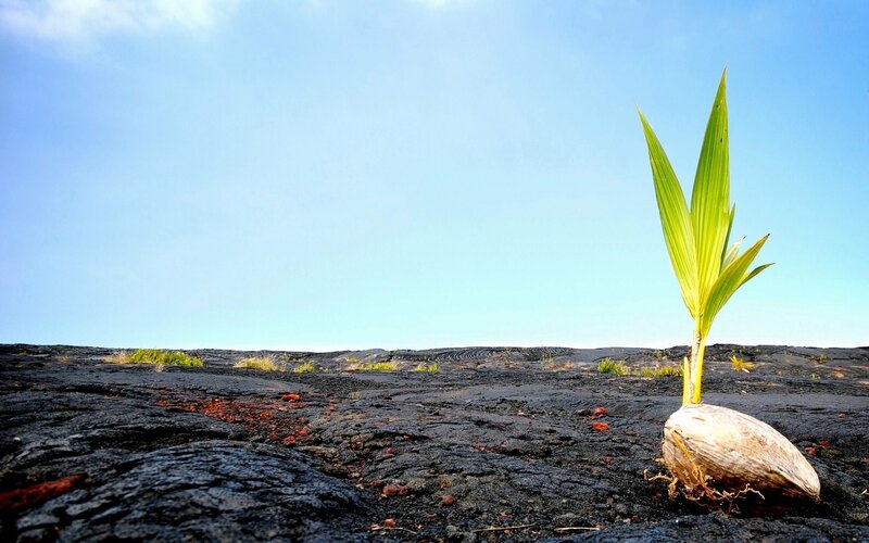Coconut Sprout on Lava — Black