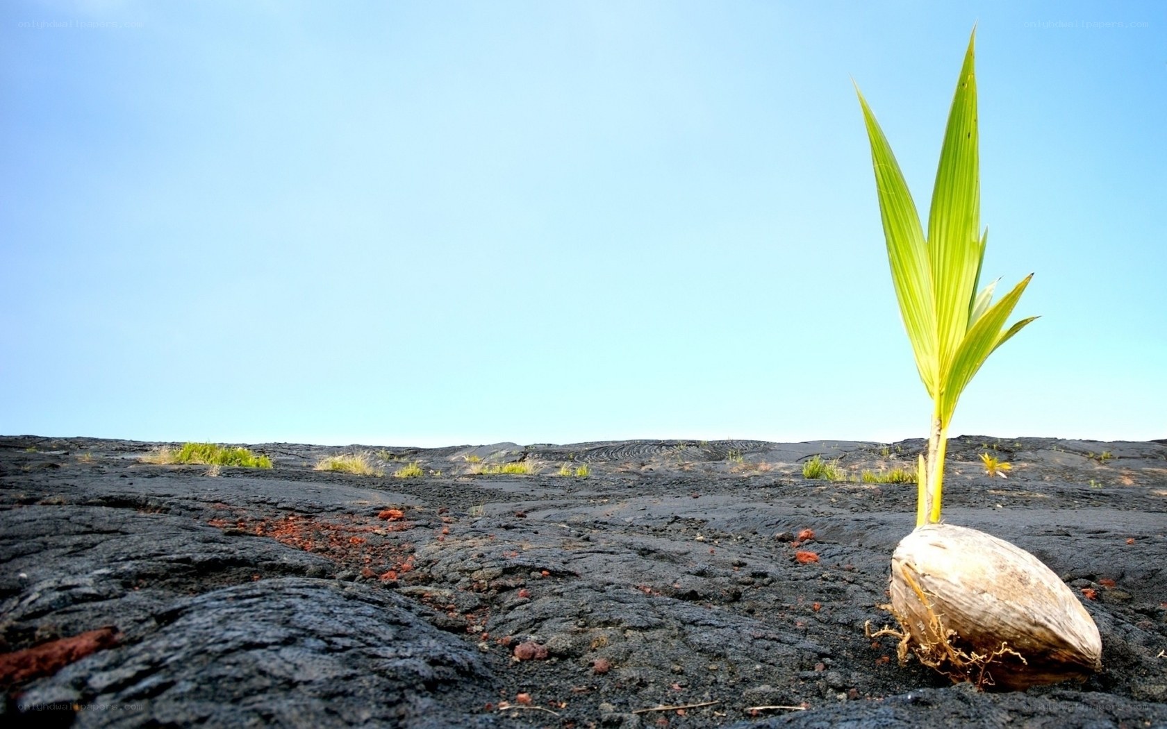 Coconut sprout on lava field