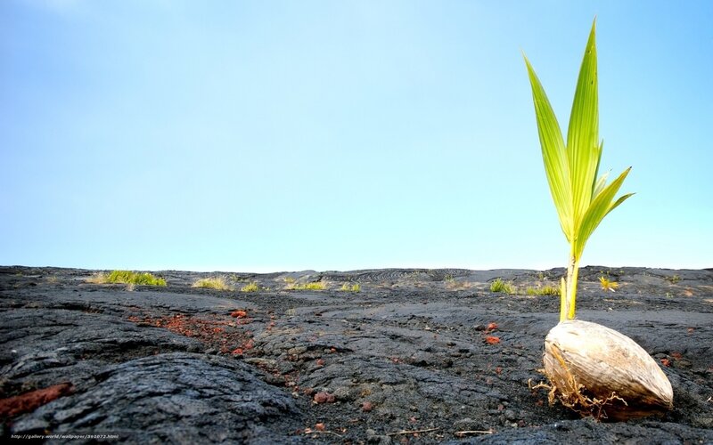 Coconut Sprout on Lava