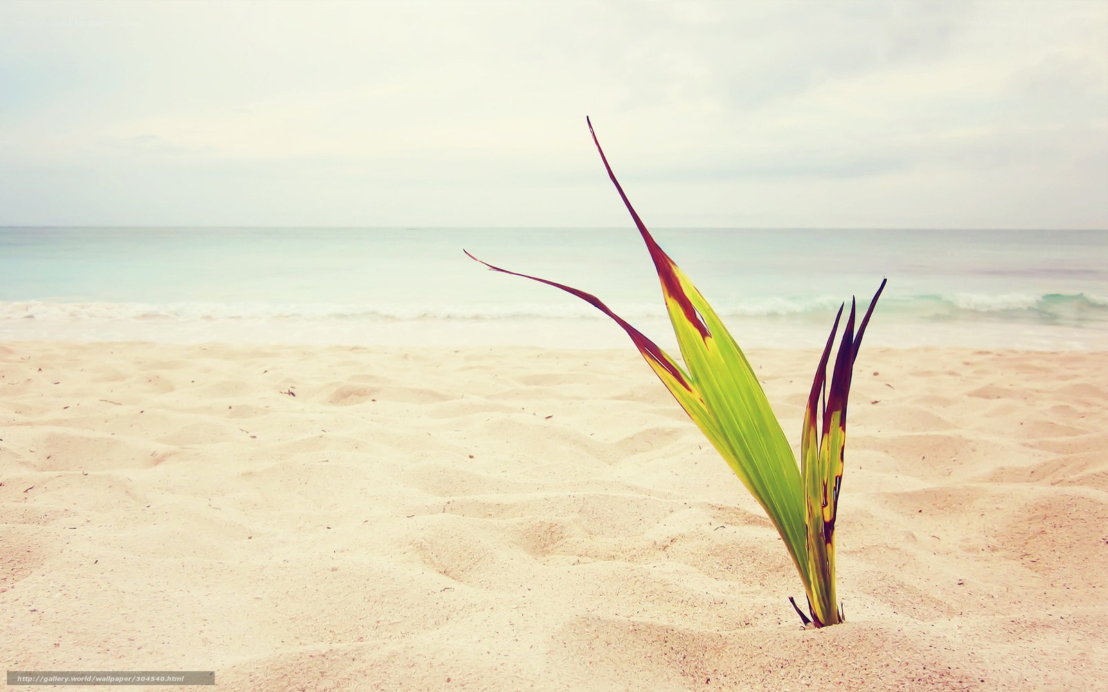 Coconut sprout on sandy beach
