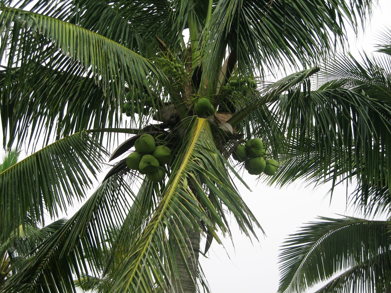 coconut tree with green coconuts