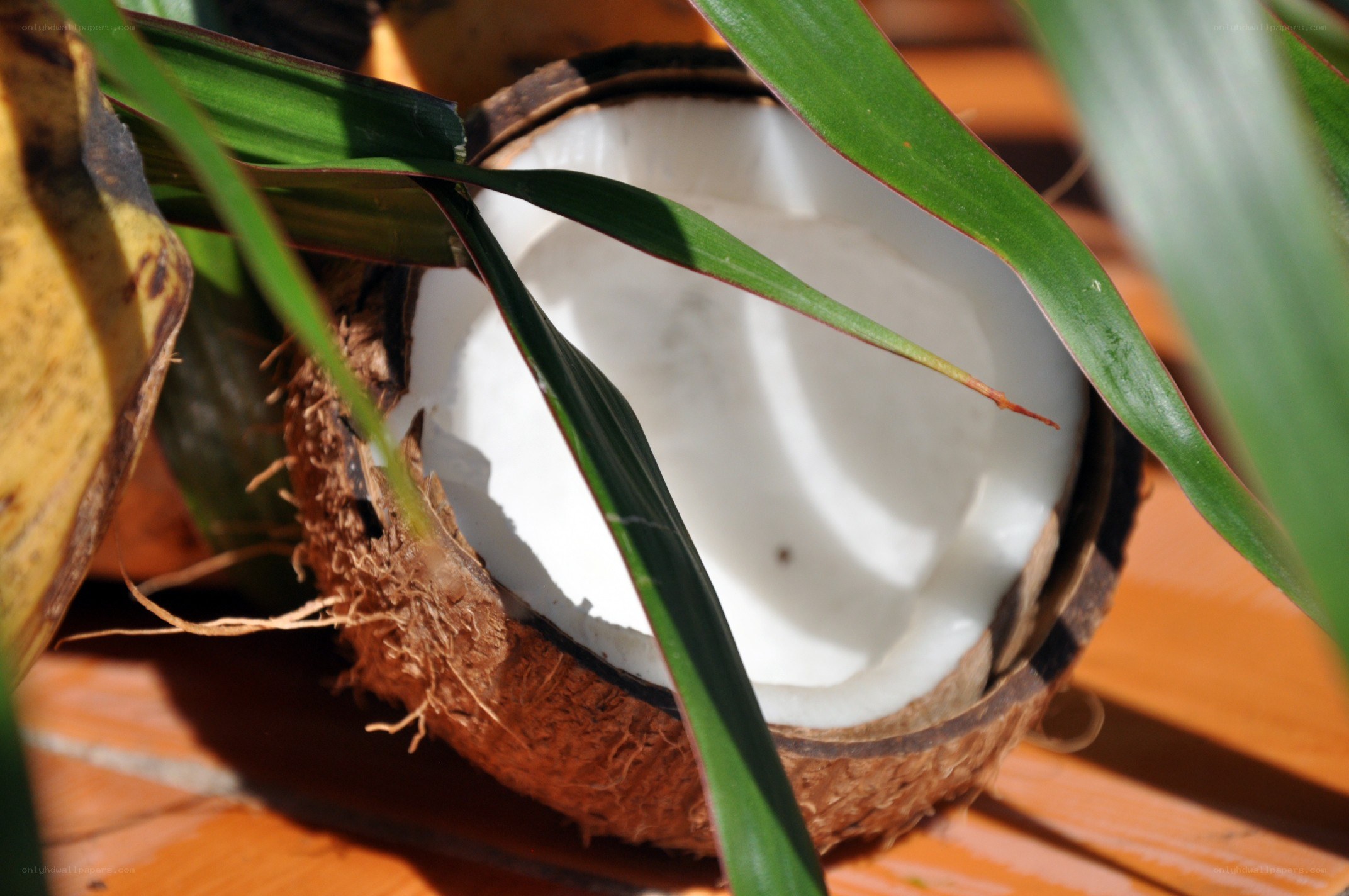 coconut with green leaves